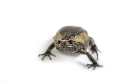 Close-up of spider on white background