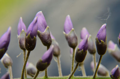Close-up of purple flowering plants