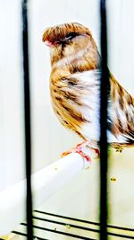 Close-up of bird