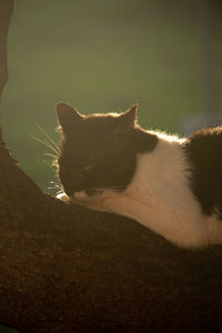 Close-up of a cat