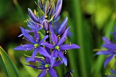 Close-up of purple flowering plant