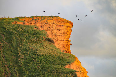 Low angle view of birds flying against sky