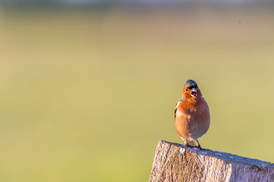 Bird perching on ground