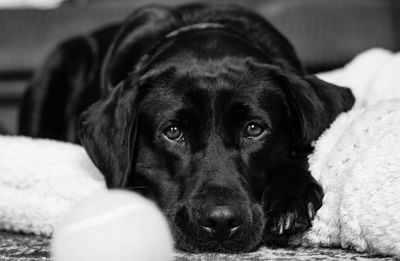 Close-up portrait of black dog lying down on bed