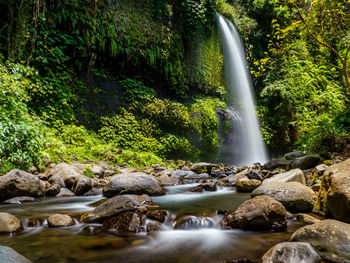 Scenic view of waterfall in forest