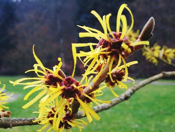 Close-up of yellow flower