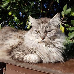 Close-up portrait of a cat