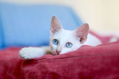 Close-up of kitten resting on red bed