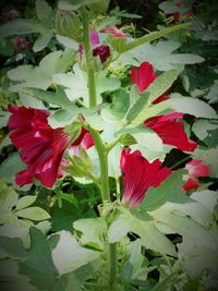 Close-up of red flowers