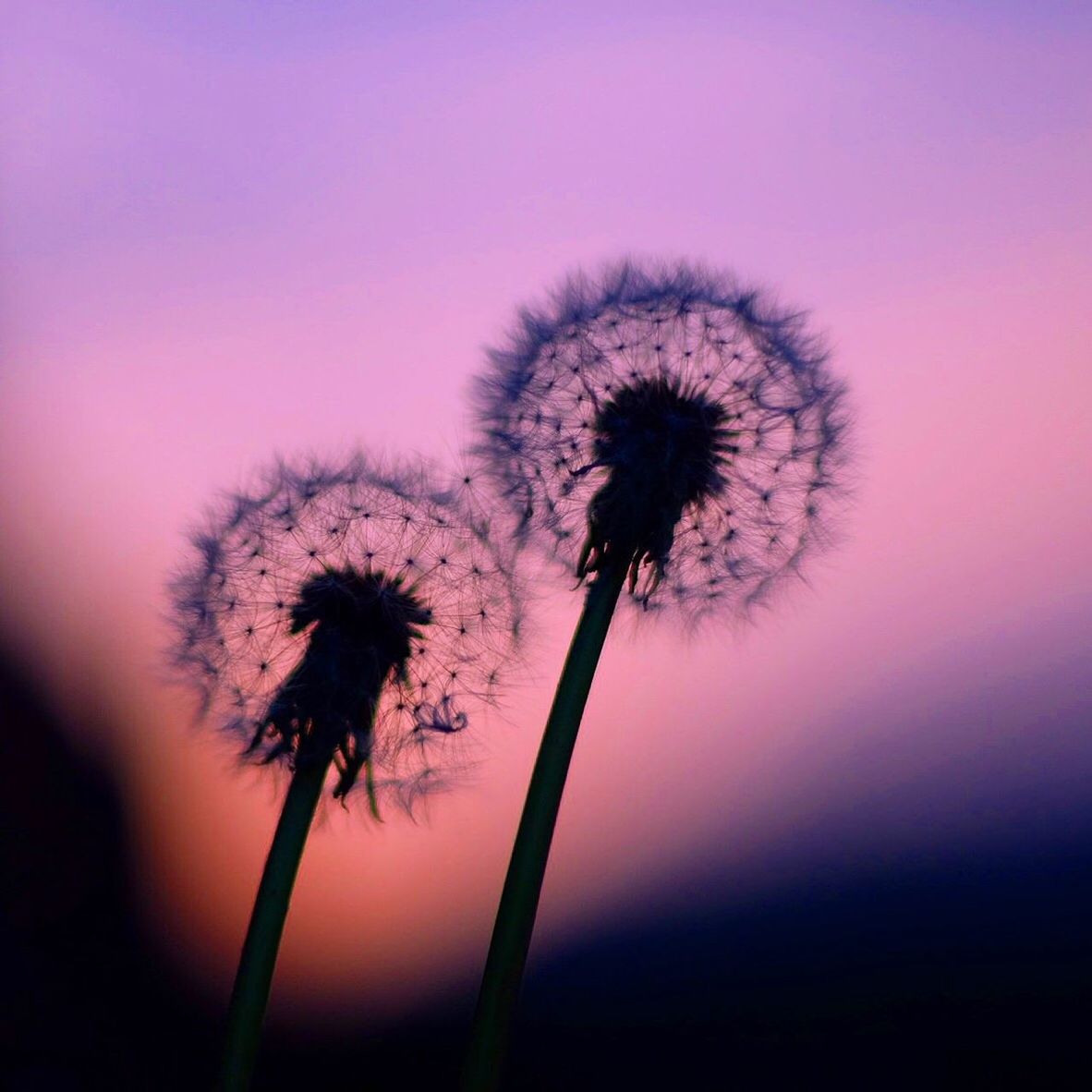 flower, dandelion, fragility, growth, flower head, freshness, stem, beauty in nature, nature, single flower, close-up, focus on foreground, dandelion seed, softness, plant, wildflower, uncultivated, silhouette, sky, no people