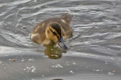 High angle view of duck swimming in lake