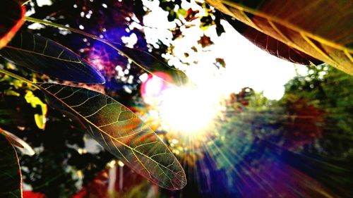Low angle view of sun shining through tree