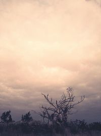 Bare trees against cloudy sky