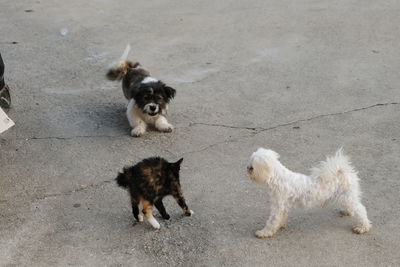 Dogs playing with cat