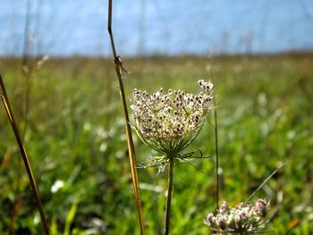 Close-up of plant growing on field