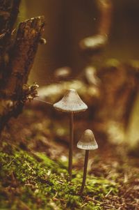 Close-up of mushroom in forest