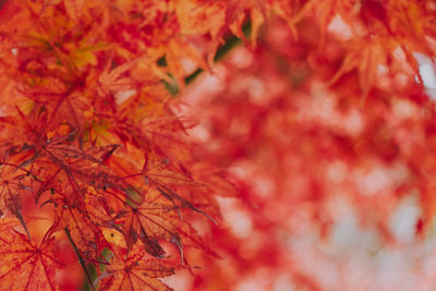 Close-up of maple leaves on tree