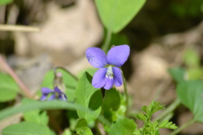 Close-up of purple flowering plant