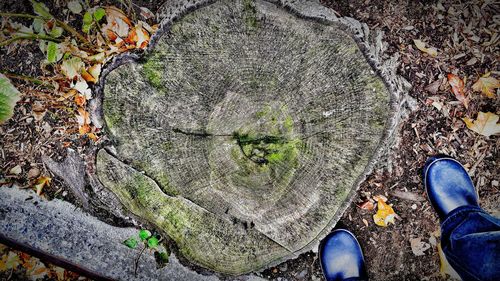 High angle view of plant