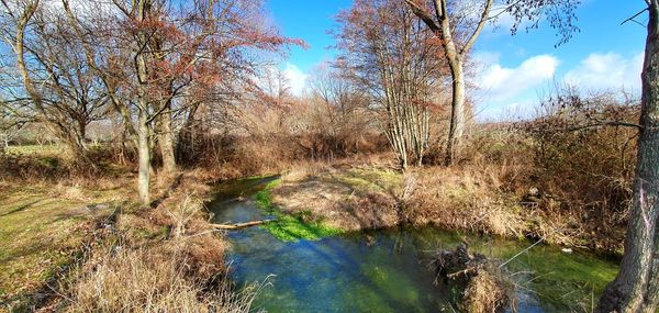 Scenic view of river amidst trees in forest against sky