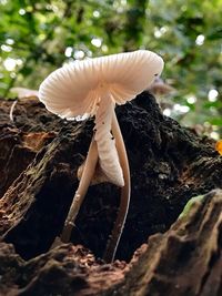 Close-up of mushroom growing on tree trunk