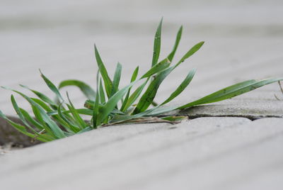 Close-up of plant on snow