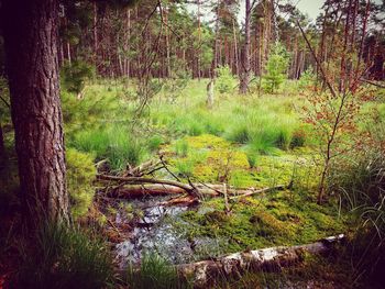 Trees in forest