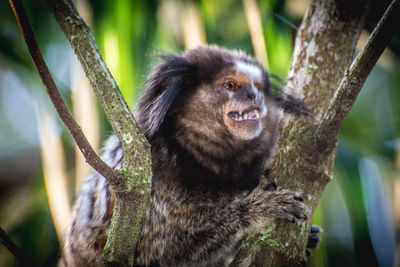 Portrait of monkey on branch in forest