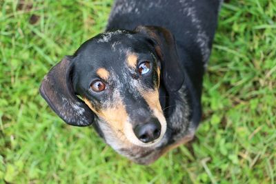 Close-up portrait of black dog