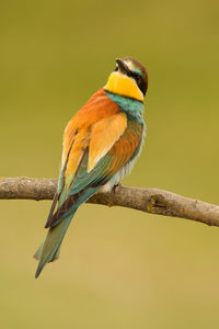 Close-up of bird perching on branch