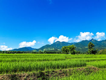 Scenic view of agricultural field against sky