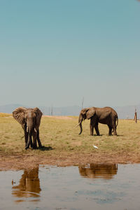 Elephants drinking water