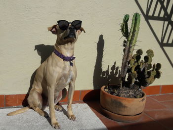 Dog sitting in pot against wall at home