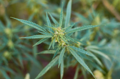 Close-up of insect on plant