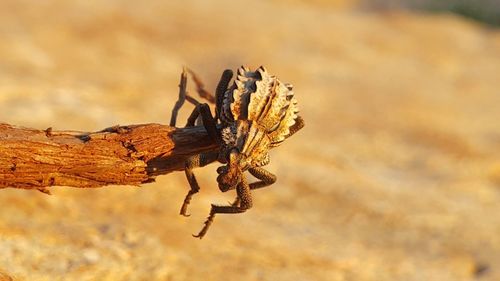 Close-up of spider