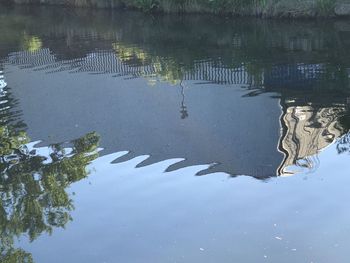 Reflection of tree in puddle