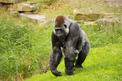 Gorilla on the field