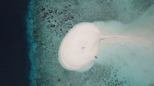 Close-up of white jellyfish in sea