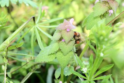 Close-up of insect pollinating on flower