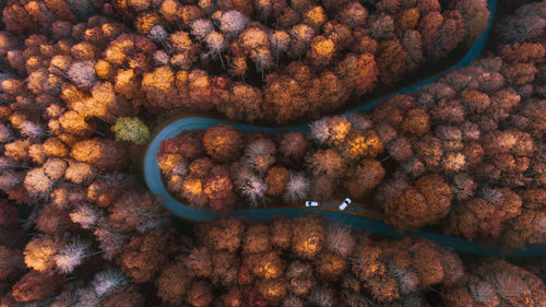 Aerial view of a road in the cansiglio forest, veneto, italy,  in autumn foliage during sunset