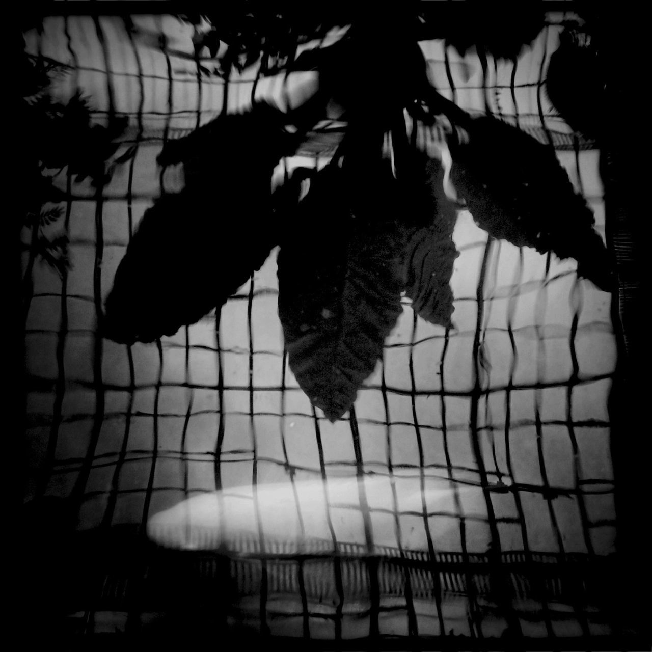 shadow, auto post production filter, transfer print, indoors, sunlight, fence, day, animal themes, high angle view, nature, full length, standing, walking, park - man made space, close-up, leaf, lifestyles