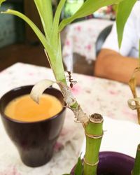 Close-up of hand holding tea