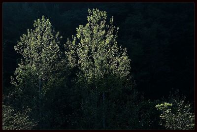 Low angle view of trees