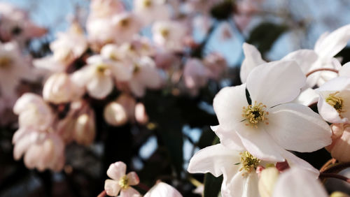 Close-up of white cherry blossom