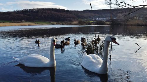 Swans swimming in lake