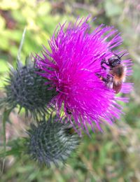 Close-up of bee pollinating on pink flower