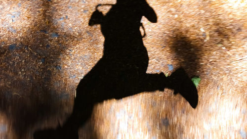 Shadow of silhouette man on horse
