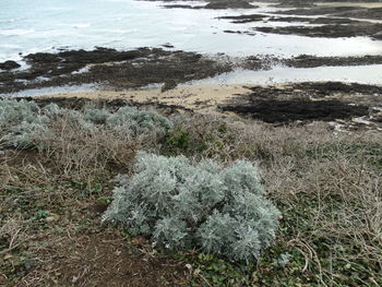 Close-up of plants by sea against sky