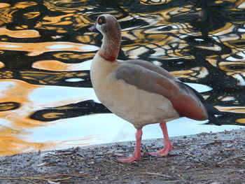 Close-up of bird perching on a lake