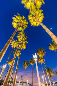 Low angle view of palm trees against blue sky